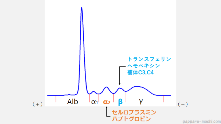 蛋白分画パターンまとめ | ゴロ寝塾