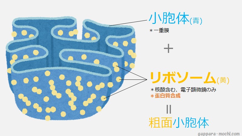 細胞小器官の語呂(蛋白質)